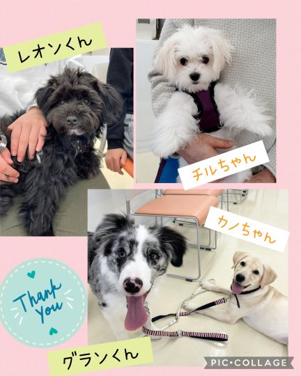 パピーパーティの様子をご紹介いたします(^^)/