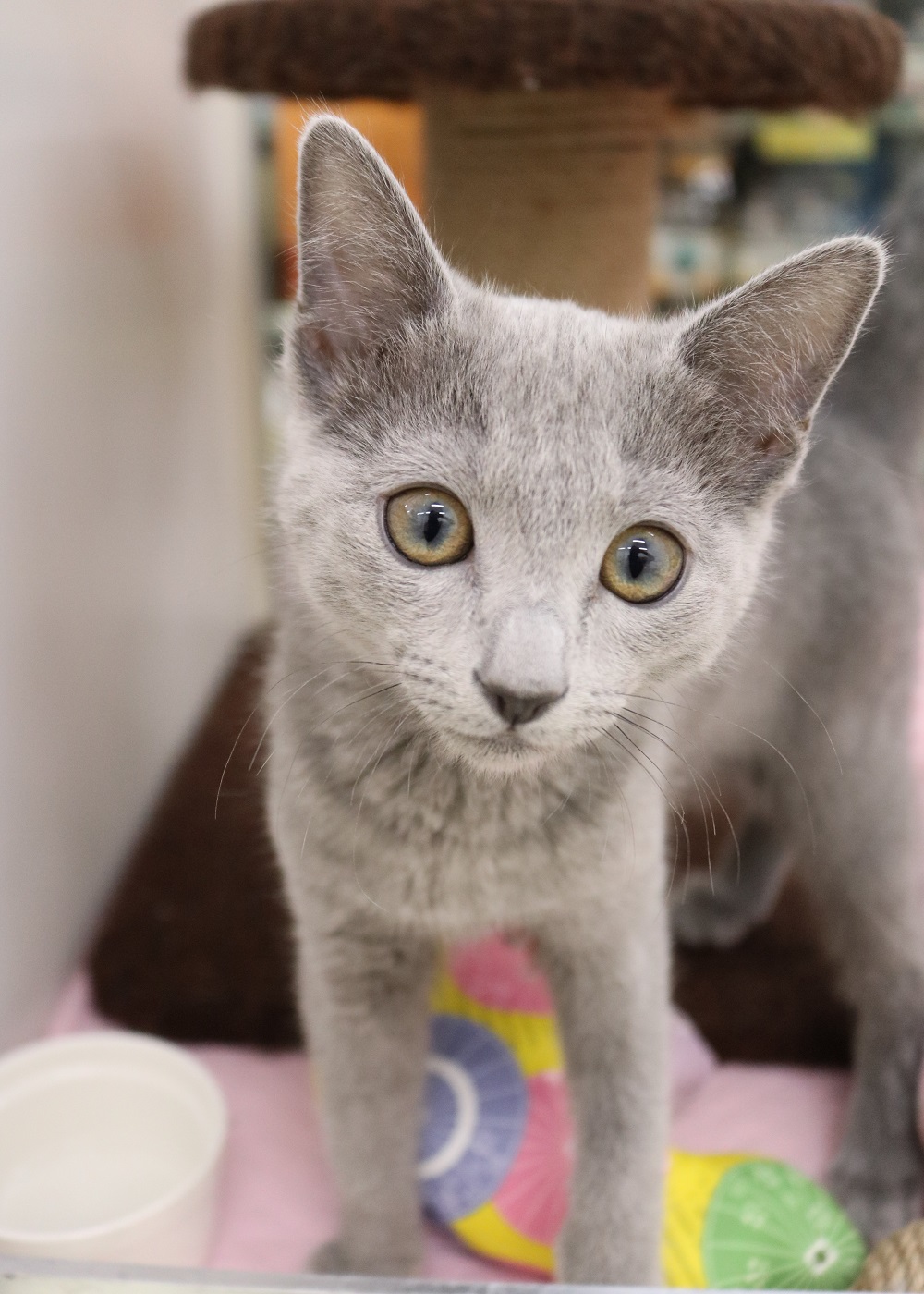 ロシアンブルー