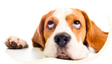 トリミング料金表